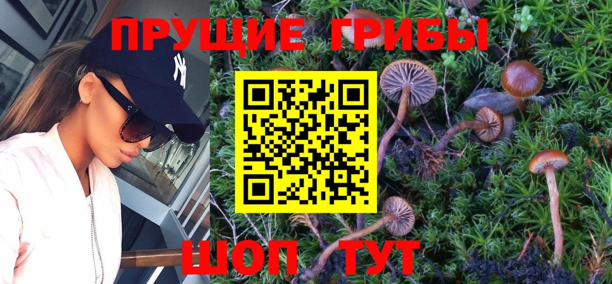 Псилоцибиновые грибы Psilocybine cubensis  Псилоцибиновые грибы прущие грибы  Ялта  Вход с VPN 